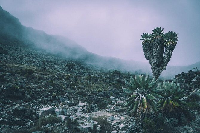 5 Days cheapest Kilimanjaro Marangu Route - Who Should Consider This Tour?