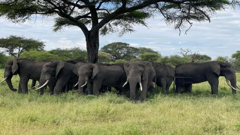 5 Days Enjoy Tarangire, Serengeti, Ngorongoro Safari - Practical Aspects and Traveler Considerations
