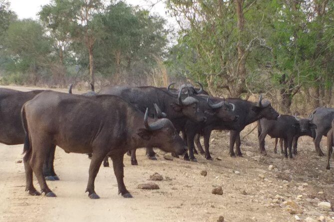 5 Days Explore Selous Game Reserve - An Overview of the Selous Safari Experience