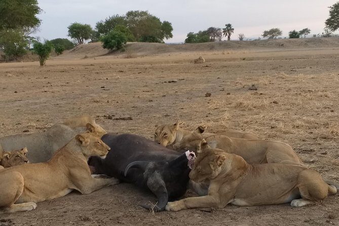 5 Days Explore Selous Game Reserve - Day 2: Full-Day Game Drive