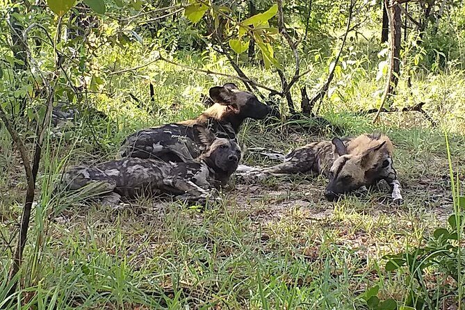 5 Days Explore Selous Game Reserve - Day 5: Return to Dar es Salaam