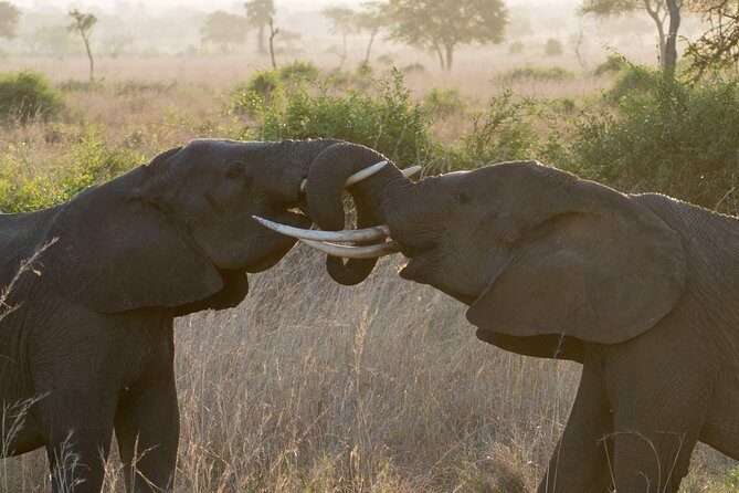 5 Days Explore Selous Game Reserve - Who This Tour Is Best For