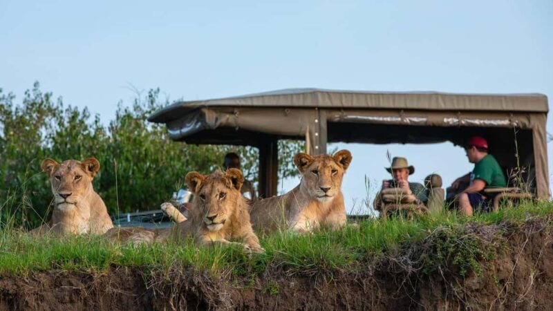 5 Days Family Tanzania Safari - Meilleur Tours Tanzania - Introduction: A Family Adventure Through Tanzania’s Wild Heart