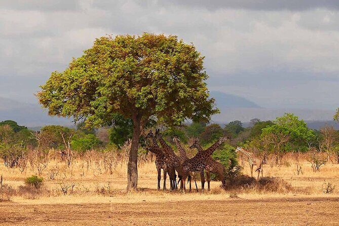 5 Days Fantastic Tanzania Lodge Safaris - An In-Depth Look at the Itinerary
