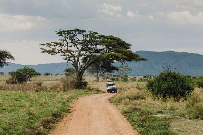 5 Days Fantastic Tanzania Lodge Safaris - What Travellers Say