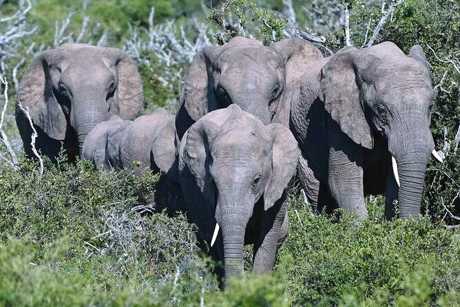 5-Days Garden Route Tour From Port Elizabeth to Cape Town - Summary: Why This Tour Is Worth Considering