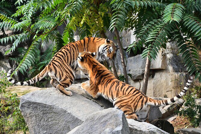 5 Days Golden Triangle Tour with Ranthambore(Delhi Agra Jaipur Ranthambore Tour) - Value and Price Analysis