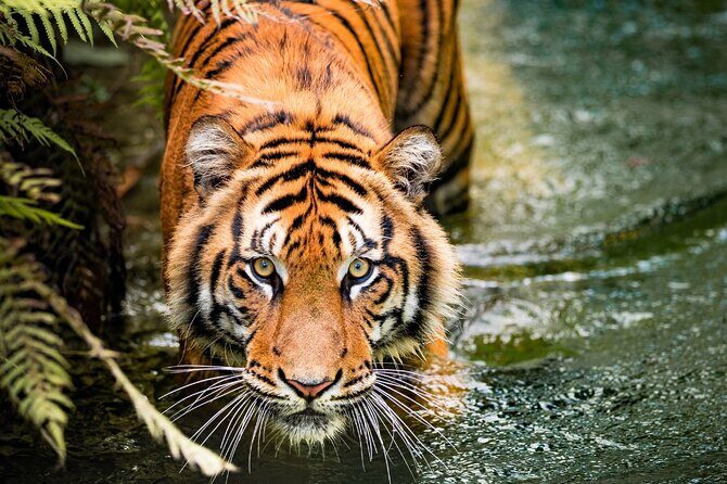 5 Days Golden Triangle with Ranthambore (Delhi Agra Jaipur Ranthambore Tour) - Exploring the Itinerary in Detail