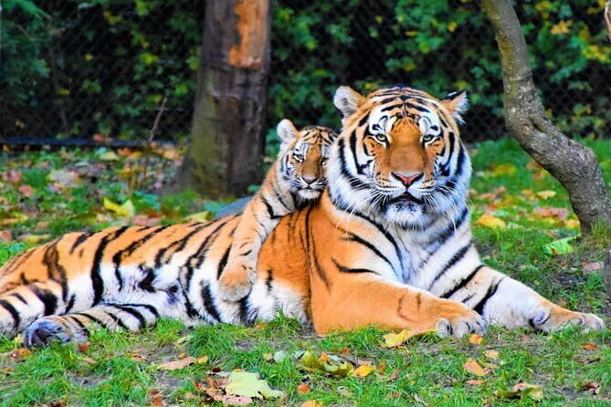 5 Days Golden Triangle With Ranthambore Wildlife - Key Points