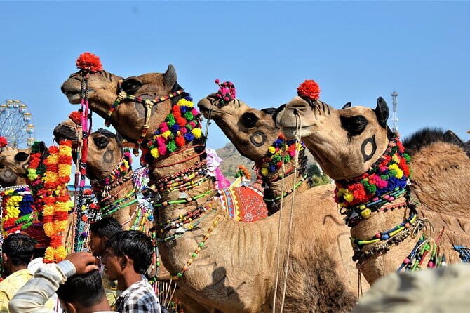 5 Days Golden Triangle With Ranthambore Wildlife - Frequently Asked Questions