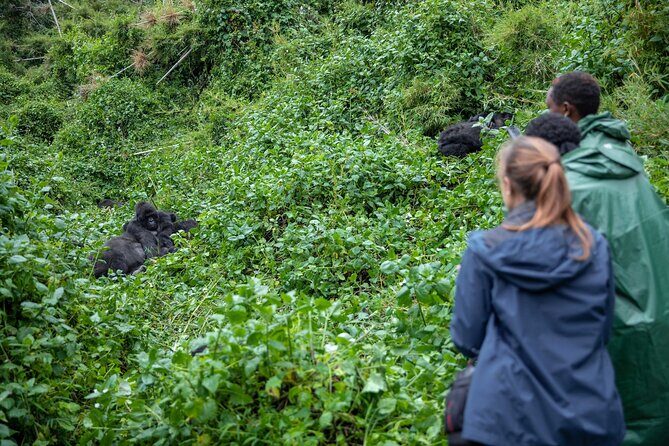 5 Days Gorilla and Chimpanzee Trekking in Uganda - Key Points