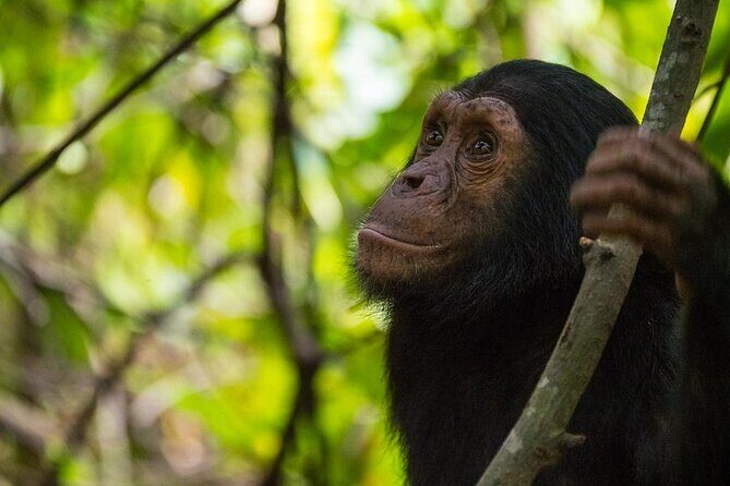 5 Days Gorilla and Chimpanzee Trekking in Uganda - Why This Tour Offers Great Value