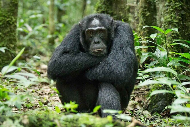 5 Days Gorilla and Chimpanzee Trekking in Uganda - Final Thoughts: Who Will Love This Tour?