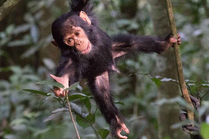 5 Days Gorilla and Chimpanzee Trekking in Uganda - The Sum Up: Is This Tour Worth It?