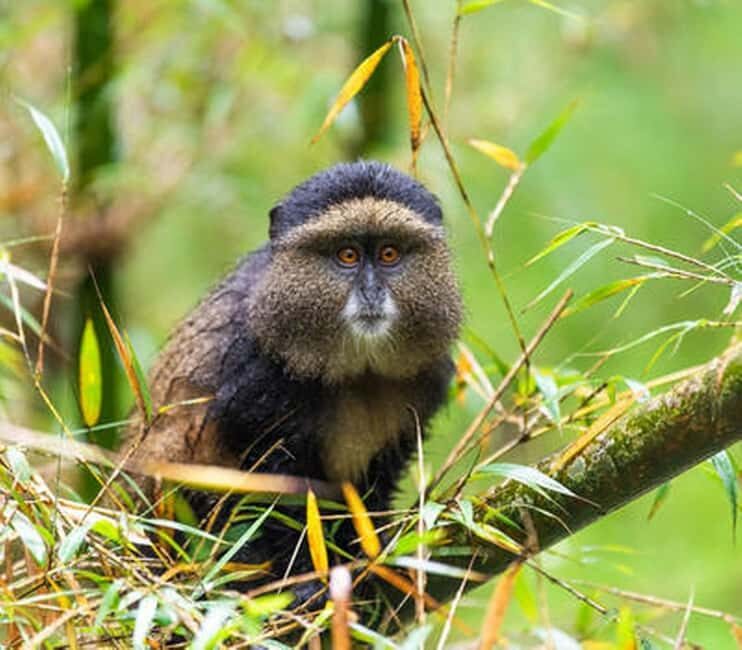 5 Days Gorilla Safari in Rwanda - Key Points