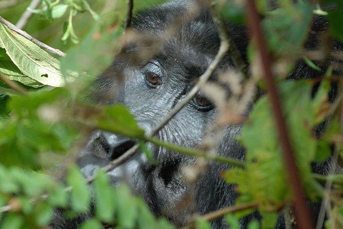 5 Days Gorilla Safari Uganda - An Adventure That Goes Beyond Gorilla Tracking