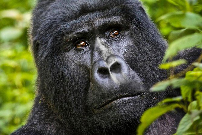 5 days gorilla & Wildlife safari in Uganda - An Overview of the 5-Day Uganda Safari Experience