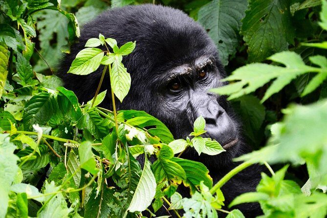 5 days gorilla & Wildlife safari in Uganda - Authentic Experiences and Personal Touches