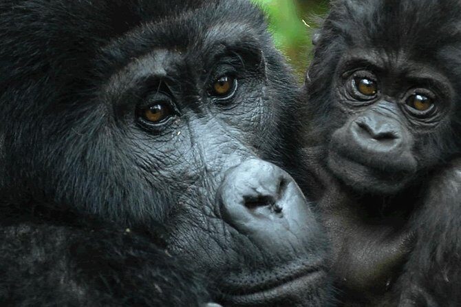 5 days gorilla & Wildlife safari in Uganda - Who Should Consider This Tour?