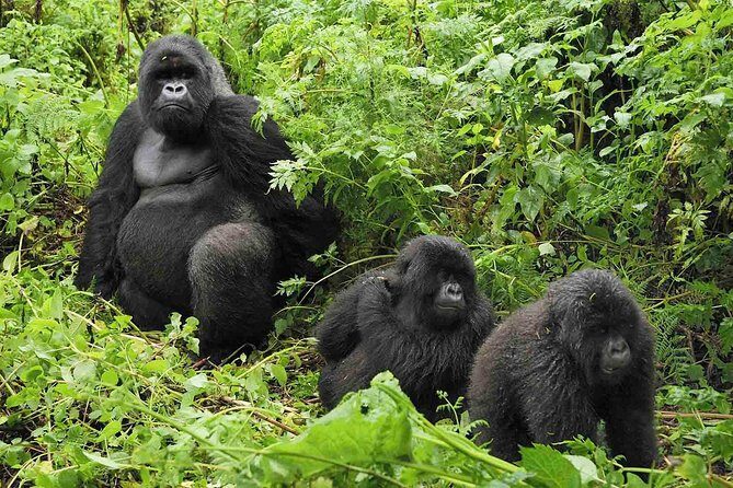 5 days gorilla & Wildlife safari in Uganda - FAQ