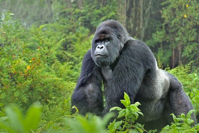 5 days gorillas and chimpanzee tracking - Insights from Reviews