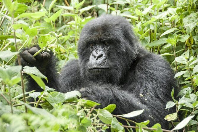 5 days gorillas and chimpanzee tracking - Final Thoughts on Value and Suitability