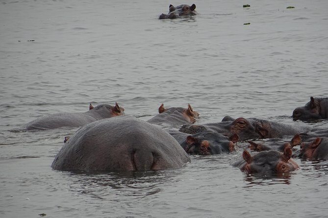 5 Days gorillas and Lion Tour in Uganda - An In-Depth Look at the 5-Day Itinerary