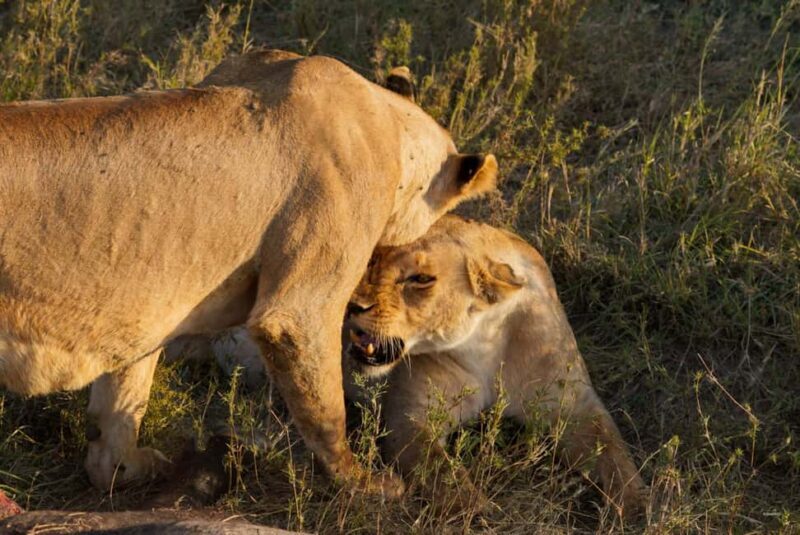 5 Days Group Camping Safari - Authenticity and Value for Money
