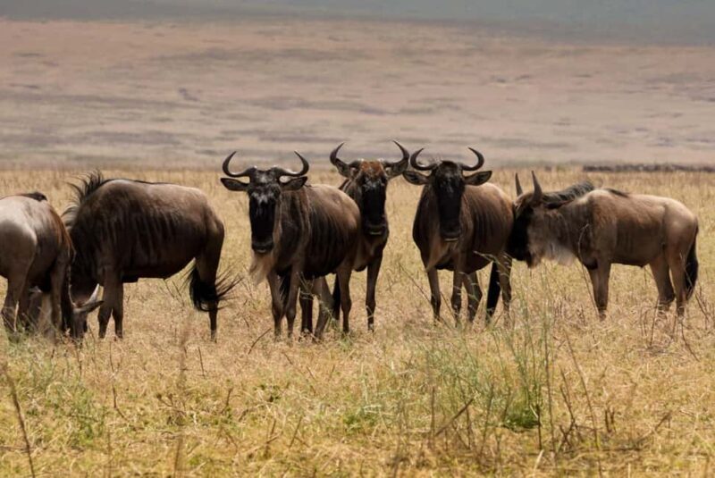 5 Days Group Camping Safari - The Sum Up