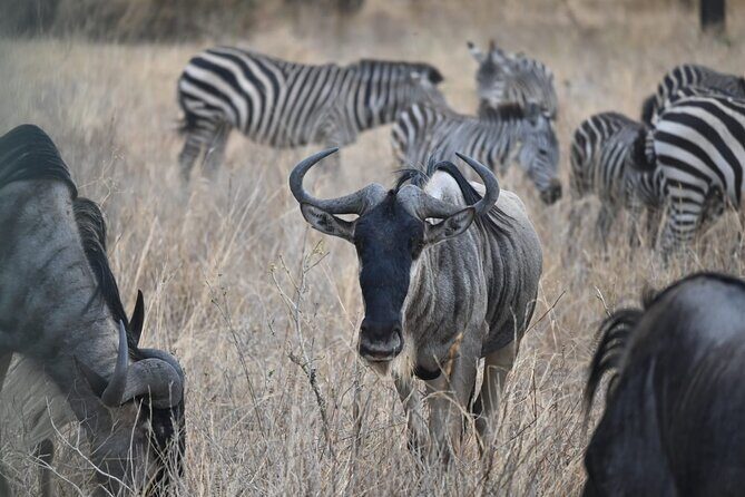 5 Days Group Camping Safari - Why This Tour Might Be Perfect for You