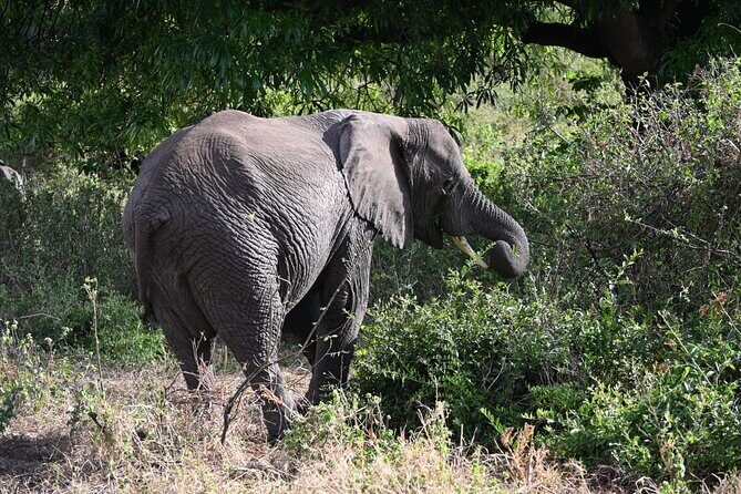 5 Days Group Camping Safari - The Sum Up: Who Should Consider This Safari?