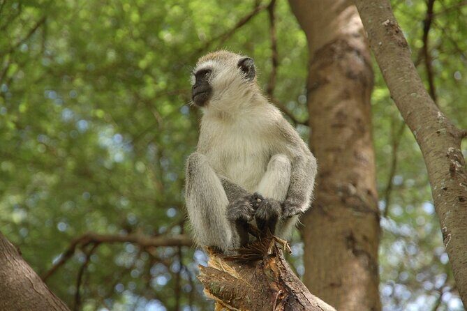 5 Days in the wild & a day hike around Materuni Waterfall. - Final Thoughts: Is This Tour Right for You?