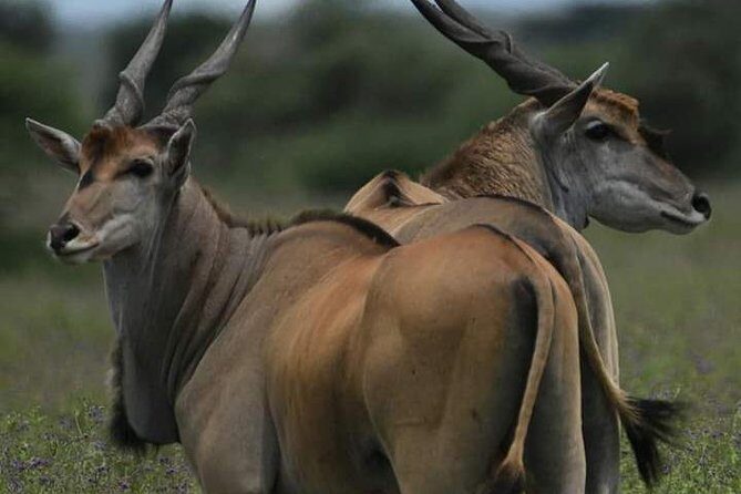 5 days into the heart of serengeti (serengeti, ngorongoro, lake manyara) - An In-Depth Look at the 5-Day Tanzanian Safari