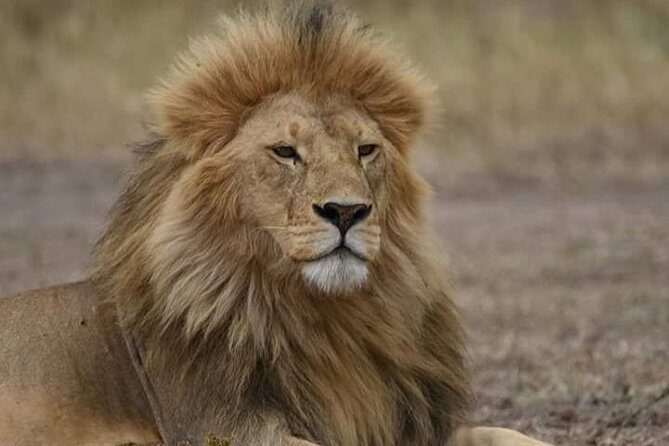 5 days into the heart of serengeti (serengeti, ngorongoro, lake manyara) - The Sum Up