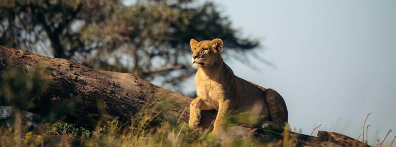 5 Days Join Group Big 5 Exploration - An Honest Look at the 5-Day Group Safari