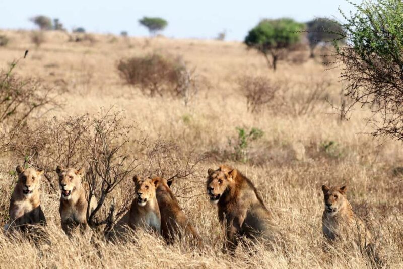 5 Days Join Group Big 5 Exploration - What We Loved About This Safari