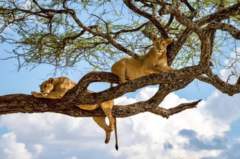 5 Days Join Group Big 5 Exploration - Practical Tips for Travelers