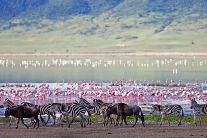 5 Days Kenya Masai Mara and Lake Nakuru Private Tour - Practical Details: Transportation, Timing, and Price