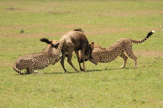 5 Days Kenya Masai Mara and Lake Nakuru Private Tour - Who Will Love This Tour?