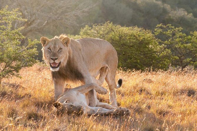 5 Days Kenya Masai Mara and Lake Nakuru Private Tour - FAQ: Your Practical Questions Answered