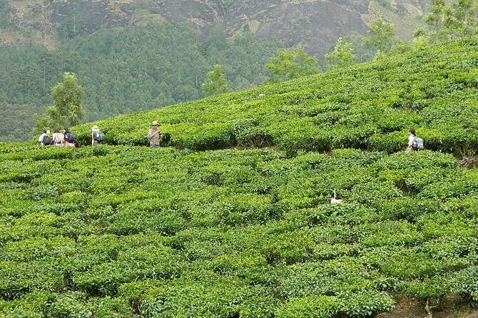 5 Days Kerala Tour with Private Car Houseboat Munnar and Thekkady - FAQ