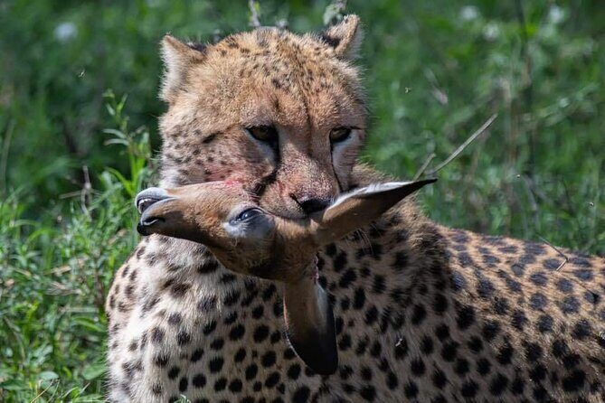 5-Days Lake Manyara, Serengeti, Ngorongoro Crater and Tarangire - Exploring the Itinerary: What to Expect