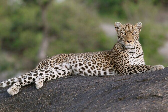 5 Days: Lake Manyara / Serengeti / Ngorongoro - The Itinerary Unpacked
