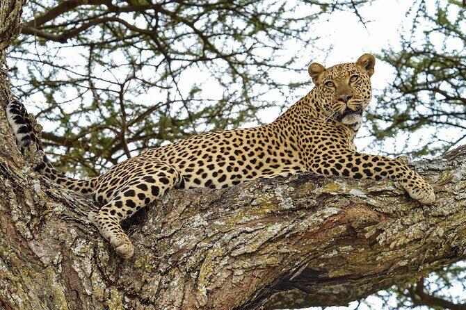 5 Days: Lake Manyara / Serengeti / Ngorongoro - The Practical Side: What You Need to Know