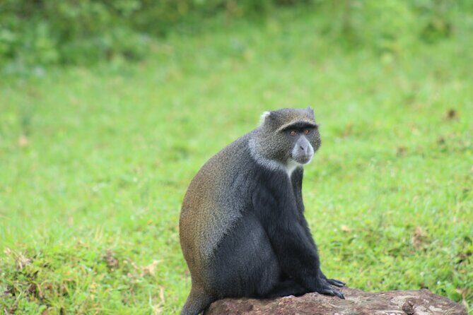 5 Days: Lake Manyara / Serengeti / Ngorongoro - Final Thoughts: Who Should Consider This Tour?