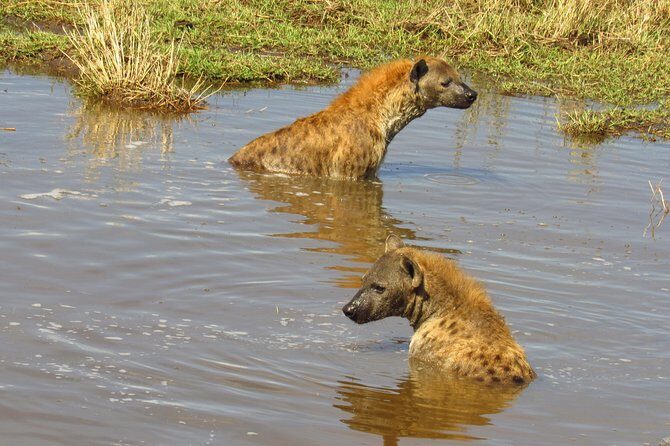 5 Days Lake Nakuru-Lake Naivasha & Maasai Mara Safari - What Makes This Tour Stand Out