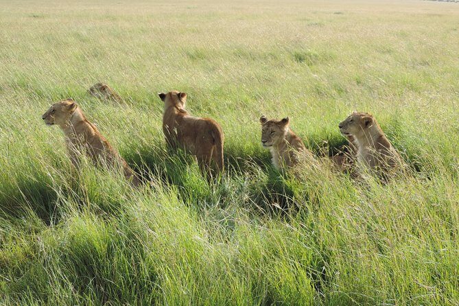 5 Days Lake Nakuru-Lake Naivasha & Maasai Mara Safari - Authentic Experiences and Traveler Highlights
