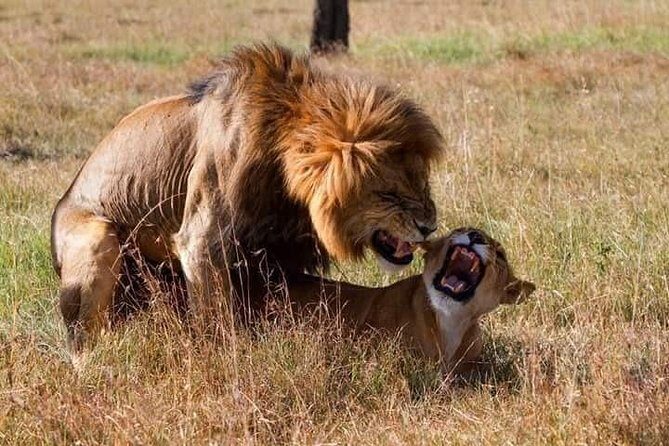 5 Days Lake Nakuru-Lake Naivasha & Maasai Mara Safari - FAQs