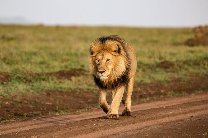5 days Living Among Lions with Kojuu Safaris - Mid range Lodge - Final Thoughts: Who Is This Tour Best For?