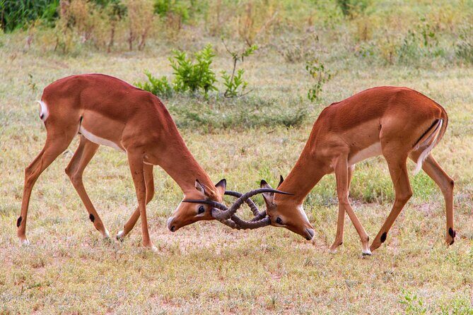 5 Days Lodge Luxury: A Taste of Tanzania Safari - An In-Depth Look at the Safari Experience